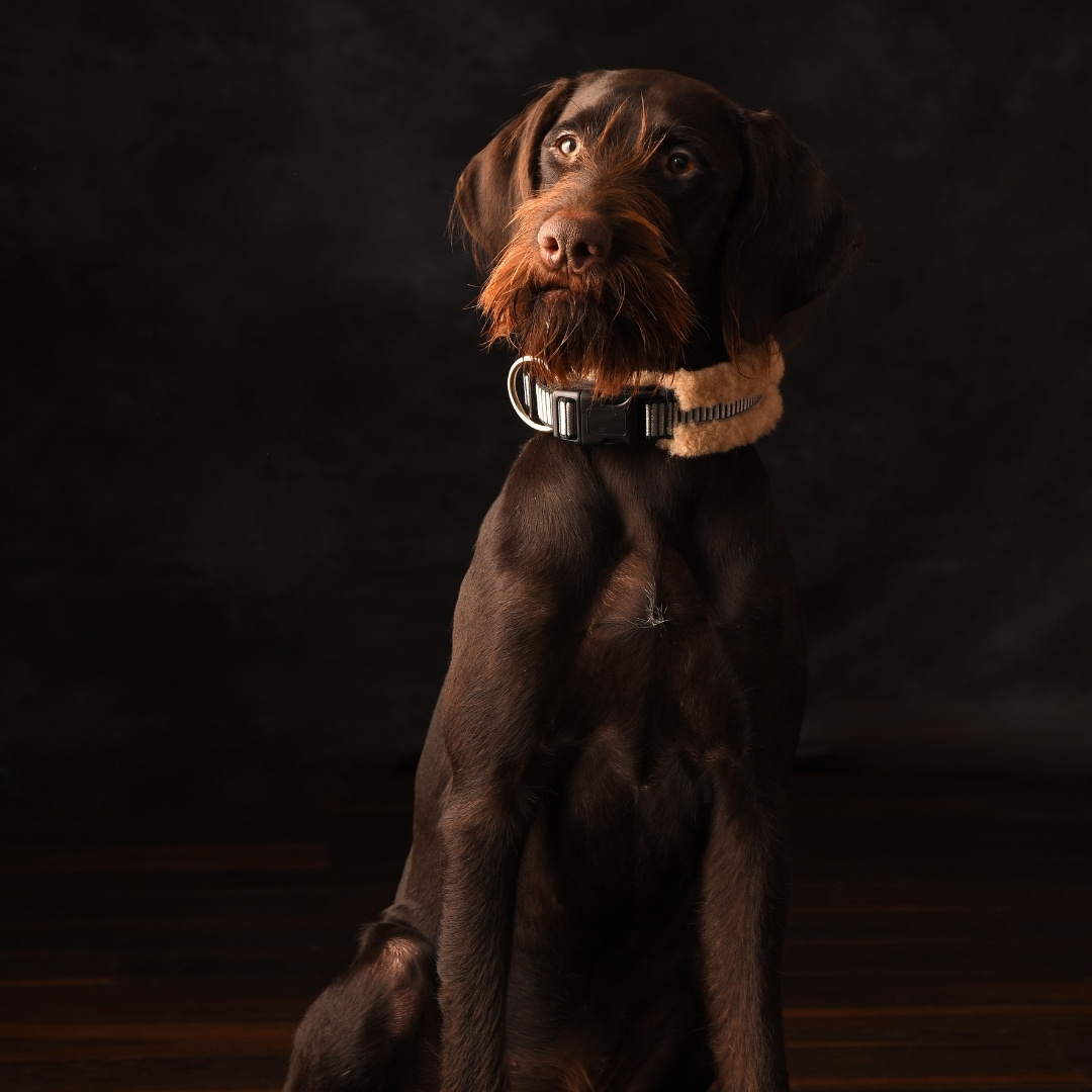 Hundehalsband CHRIS