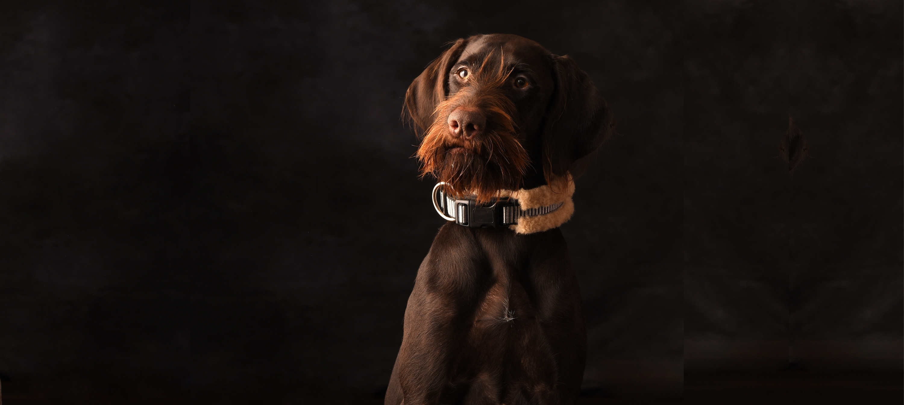 Hundehalsband CHRIS